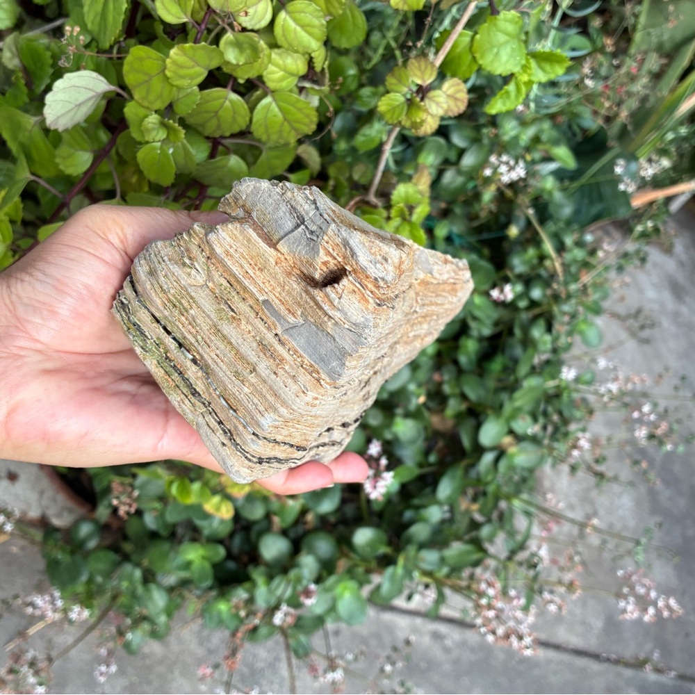 Large Rare Petrified Wood W Agate Veins Specimen Rough 4.4 Lbs - Picture 14 of 16